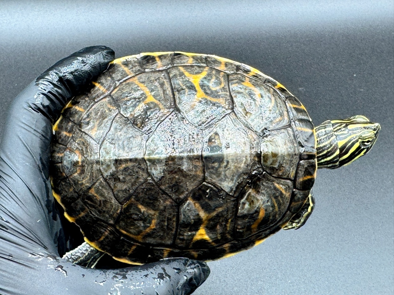 リバークーター(1)