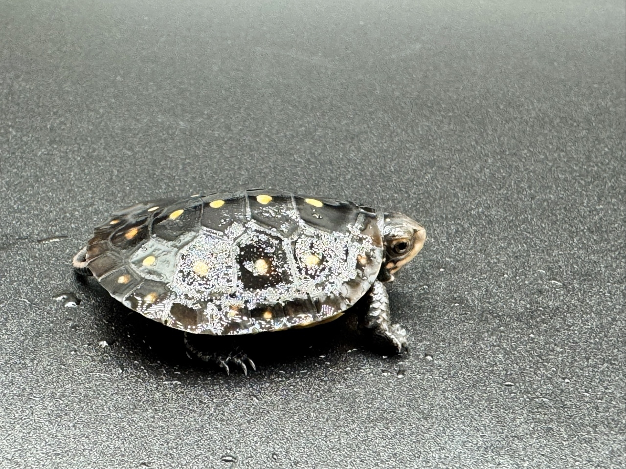 キボシイシガメ　Ｅ(2)