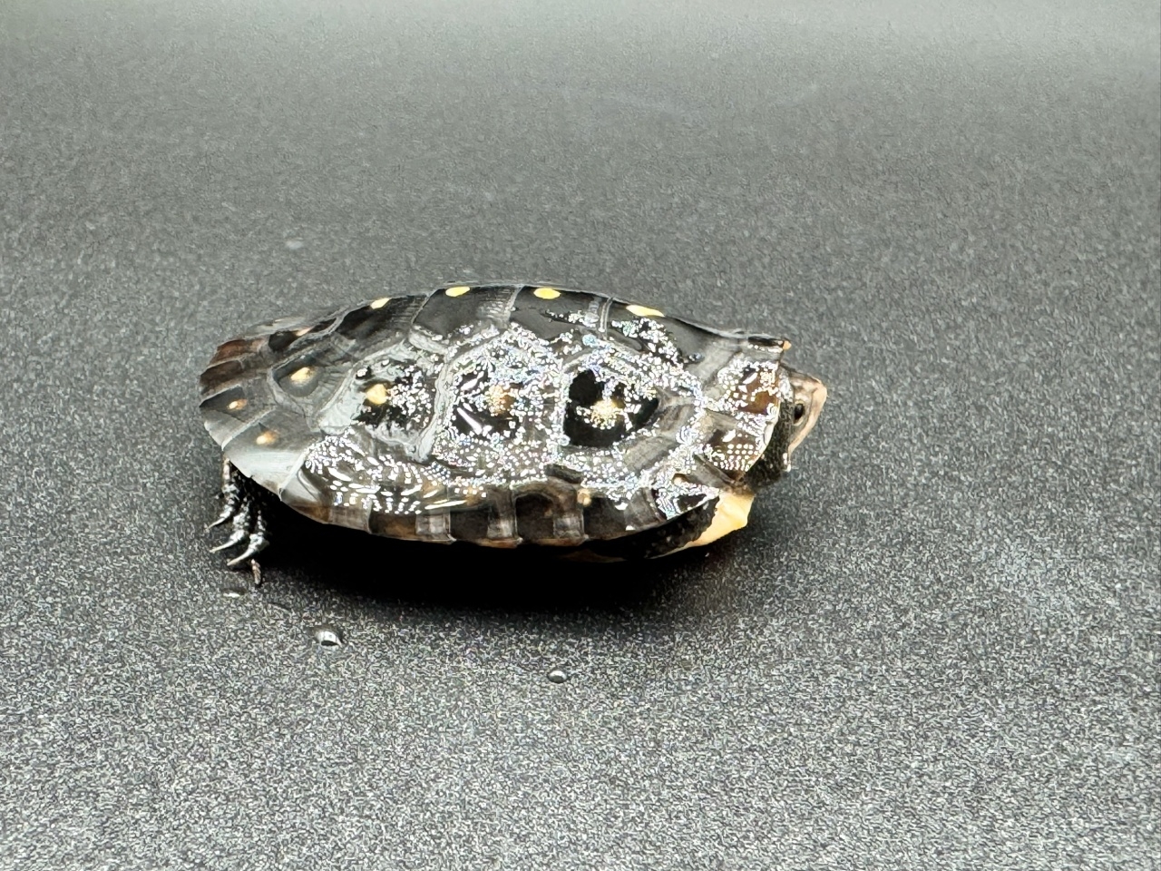 キボシイシガメ　Ｋ(2)