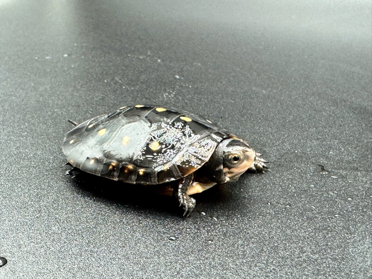 キボシイシガメ　Ｇ(3)