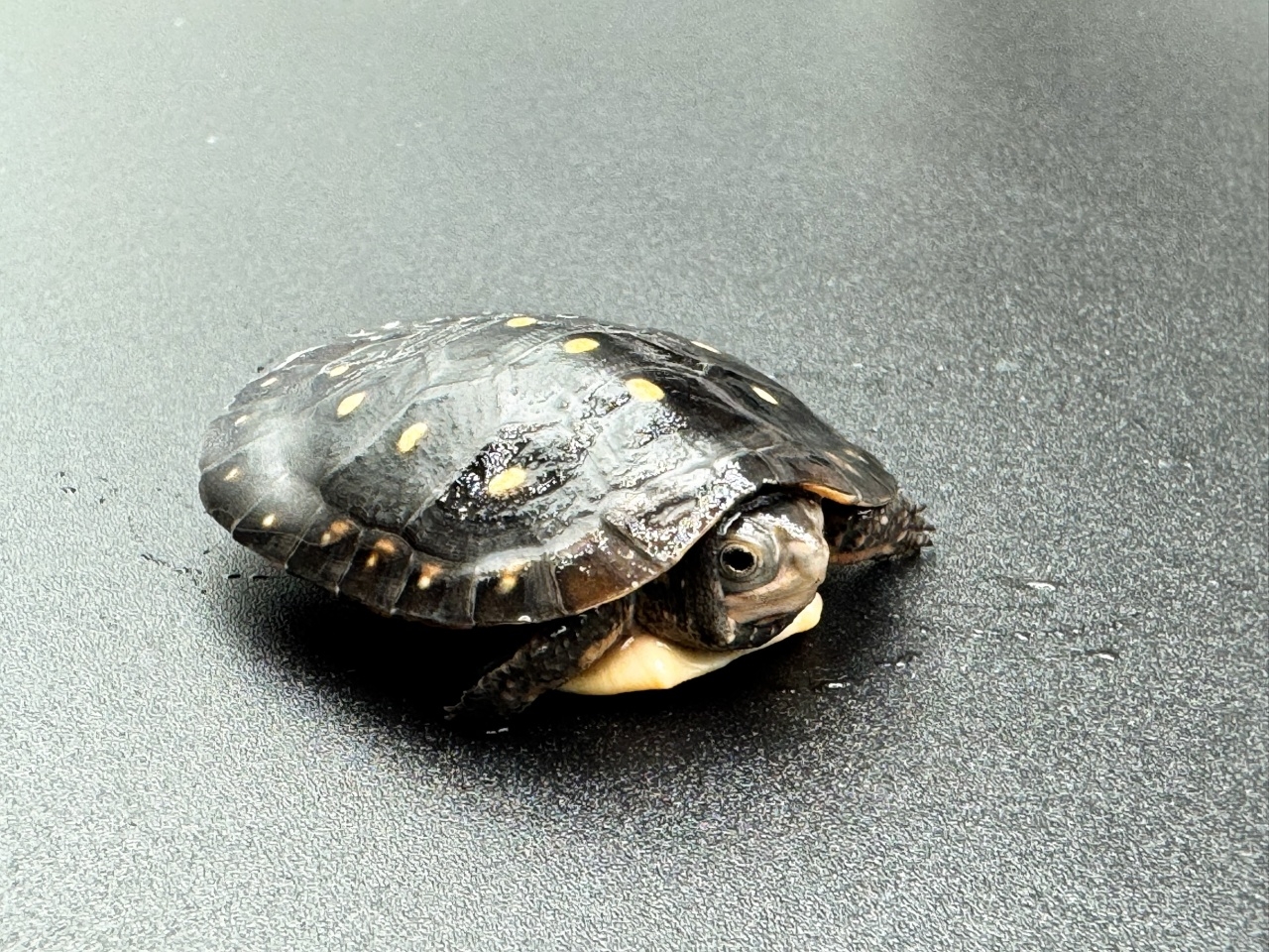 キボシイシガメ　Ｌ(3)