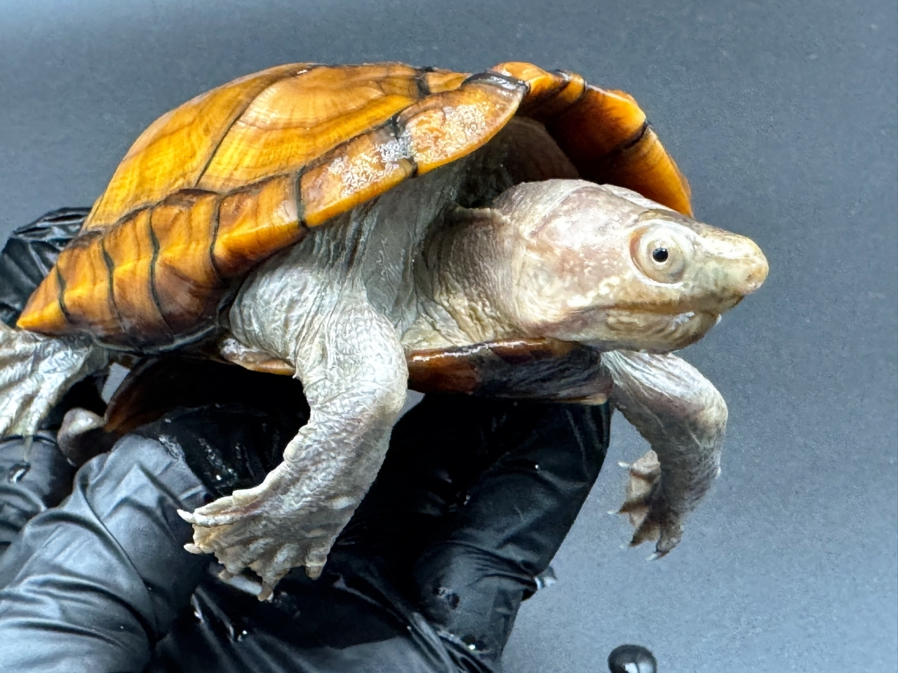 アラモスドロガメ　Ｆ(4)