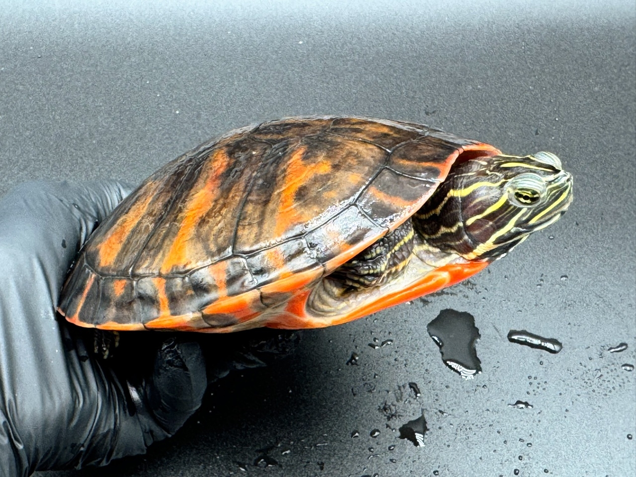 アバラマアカハラガメ(4)