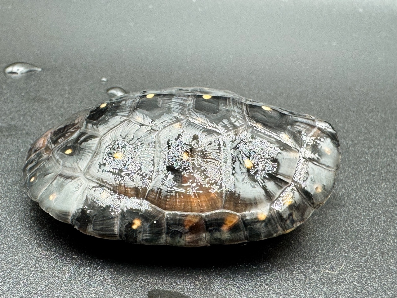 キボシイシガメ　Ｃ(2)