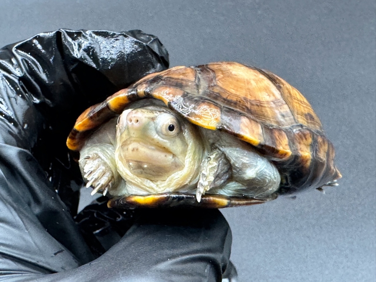 アラモスドロガメ　Ｃ(4)