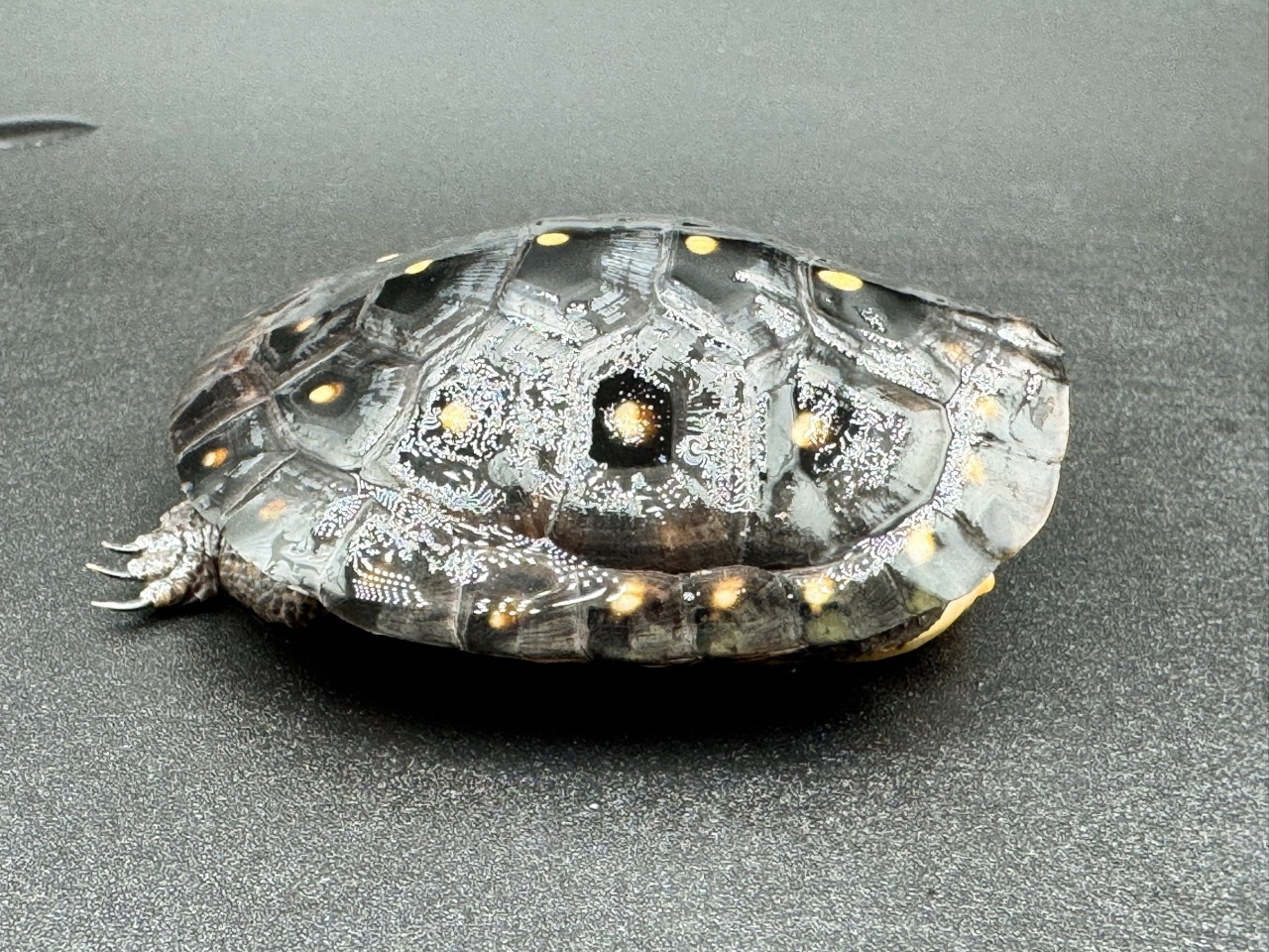 キボシイシガメ　Ｆ(2)