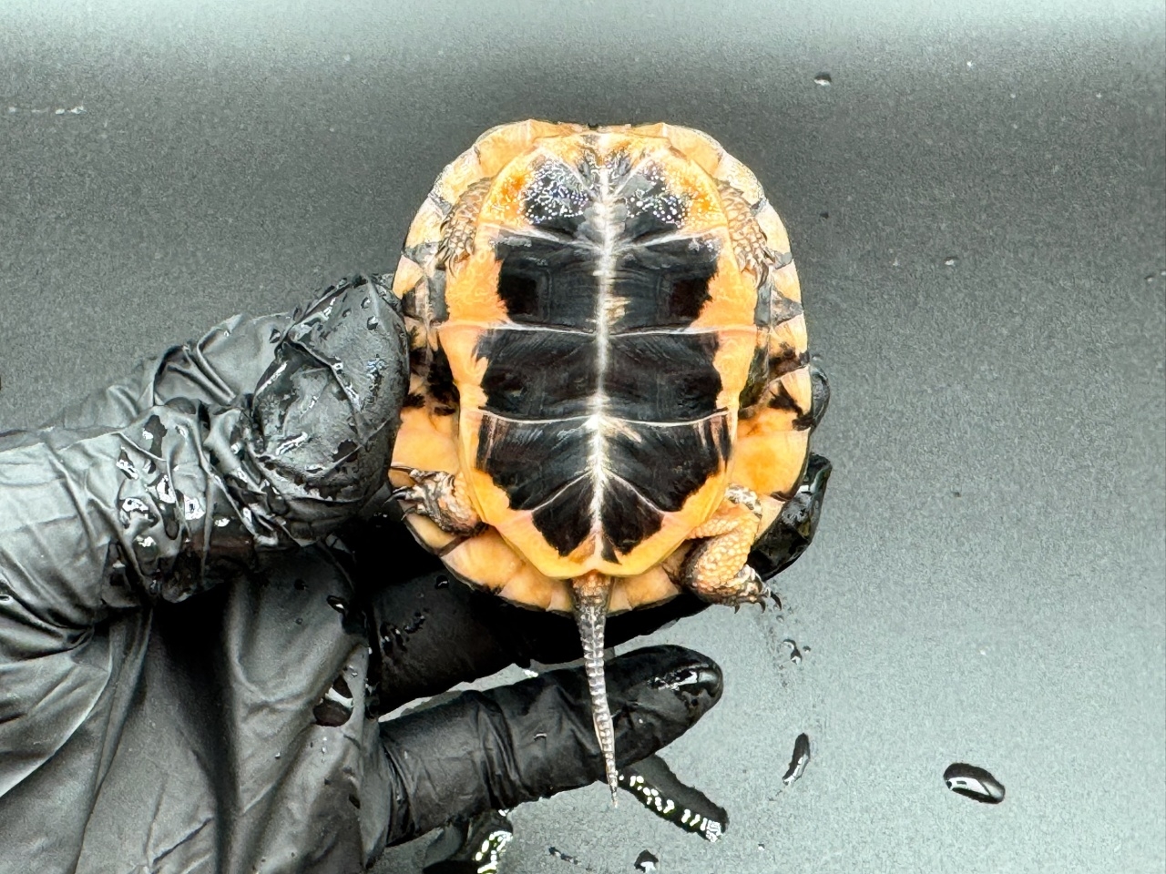 キボシイシガメ　Ｋ(4)